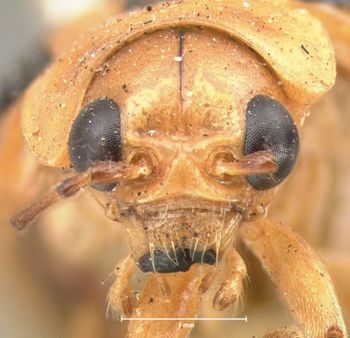 Media type: image; Entomology 17533   Aspect: head frontal view